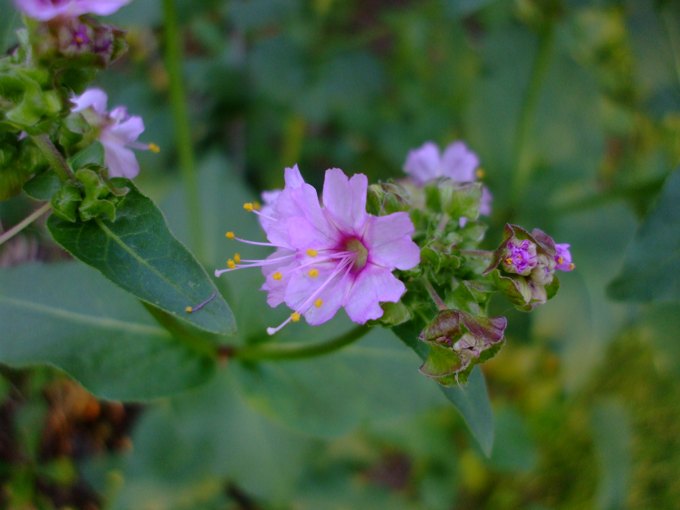Mirabilis nyctaginea